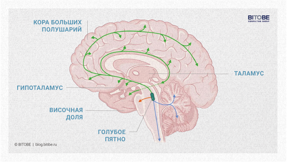 Норадреналиновая система головного мозга
