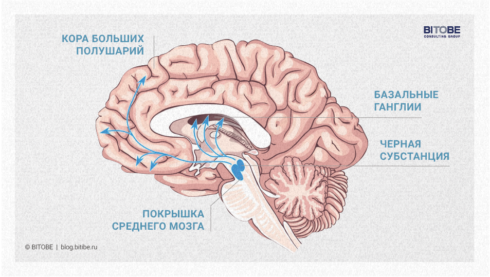 Дофаминовая система головного мозга